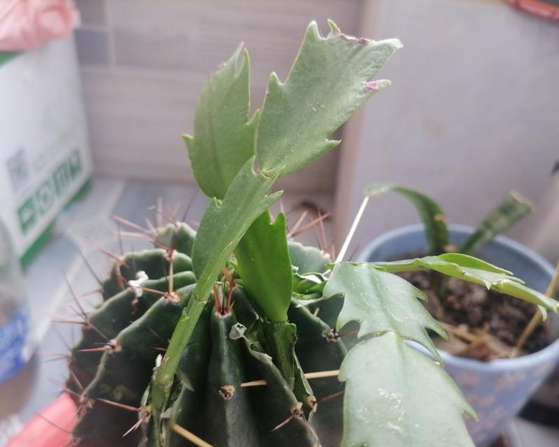 蟹爪仙人掌的花语是什么？它象征着什么？