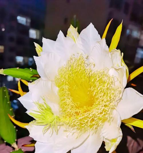 白火龙果花的花语是什么？它有何寓意？