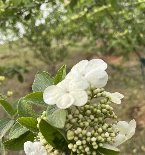 白火龙果花的花语是什么？它有何寓意？
