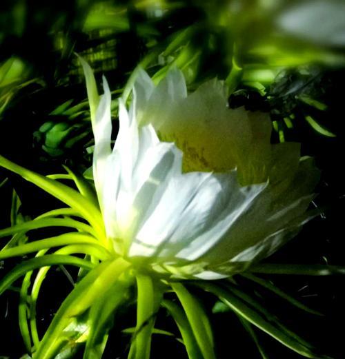 白火龙果花的花语是什么？它有何寓意？