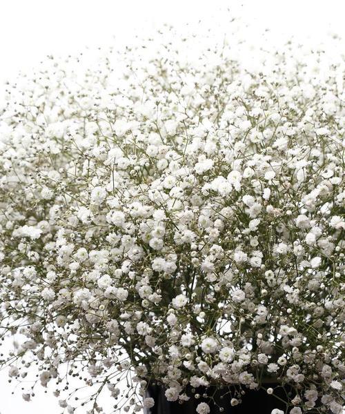 满天星的花语花意是什么？它象征着什么？