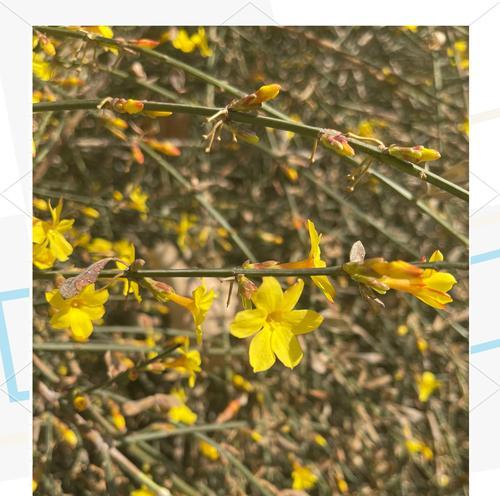 迎春花的花语有哪些？不同颜色迎春花的含义是什么？