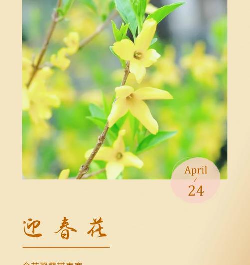 迎春花的花语有哪些？不同颜色迎春花的含义是什么？