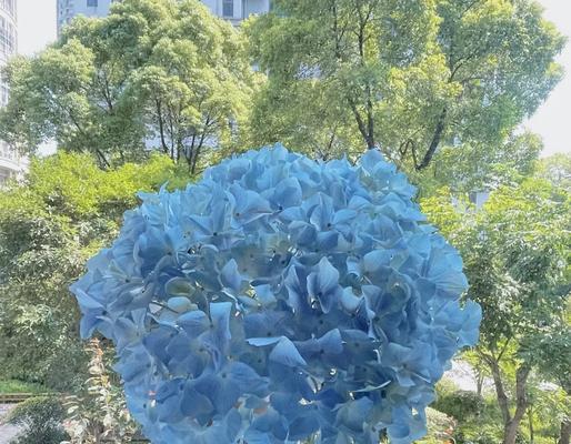 绣球花的花语是什么？绣球花颜色变化代表什么？