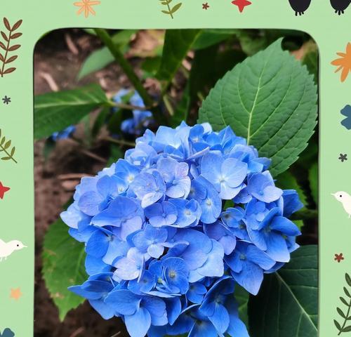 绣球花的花语是什么？绣球花颜色变化代表什么？