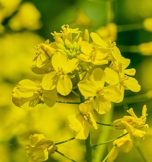 油菜花的花语是什么？为什么油菜花象征着希望？