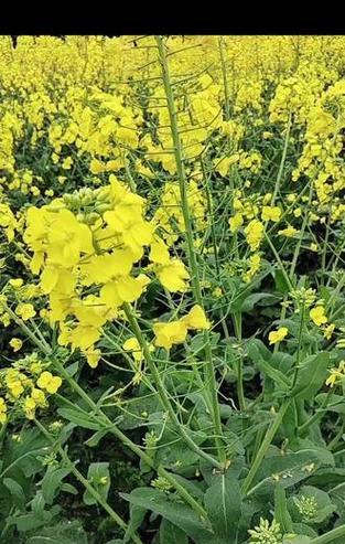 油菜花的花语是什么？为什么油菜花象征着希望？