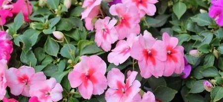 粉红凤仙花的花语是什么？它有什么特别的含义？
