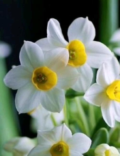 希腊水仙花的花语是什么？它在希腊文化中代表什么？