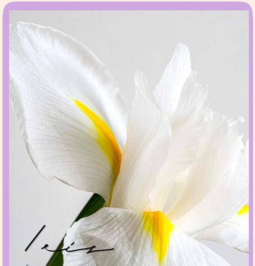 希腊水仙花的花语是什么？它在希腊文化中代表什么？