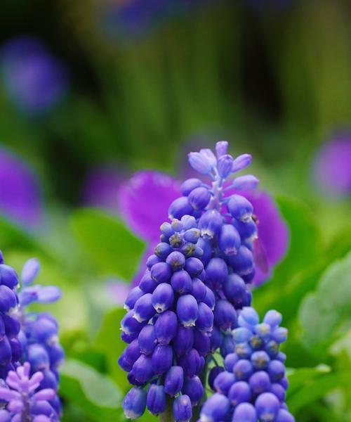 蓝紫风信子花语是什么？它有什么特别的含义？