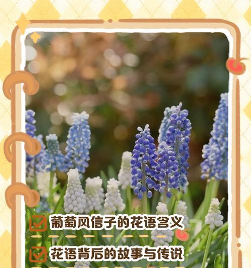 蓝紫风信子花语是什么？它有什么特别的含义？
