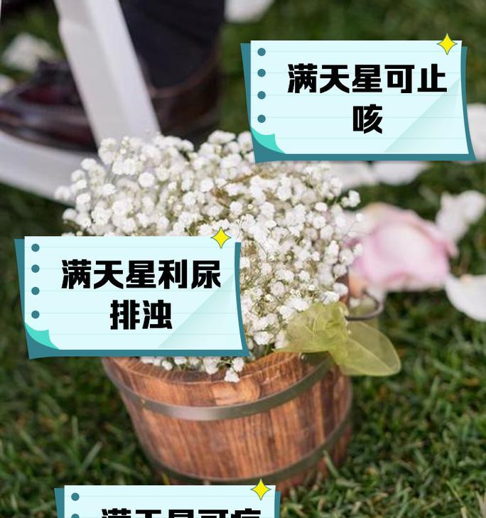 满天星花语是什么？满天星在花语中代表什么？