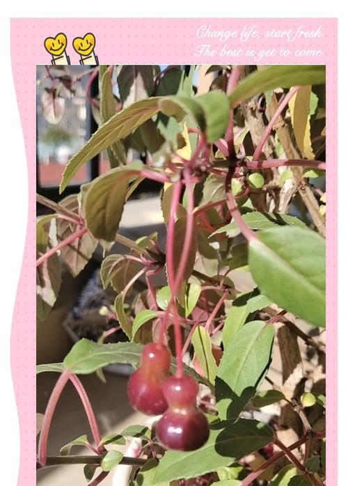 灯笼花的花语是什么？它象征着什么？