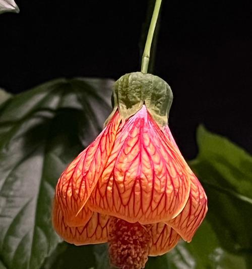 灯笼花的花语是什么？它象征着什么？