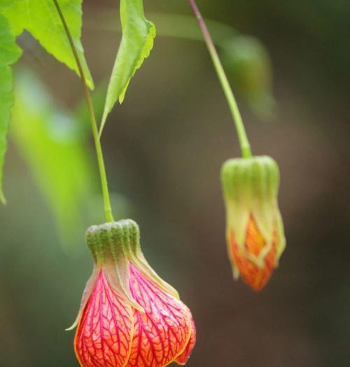 灯笼花的花语是什么？它象征着什么？