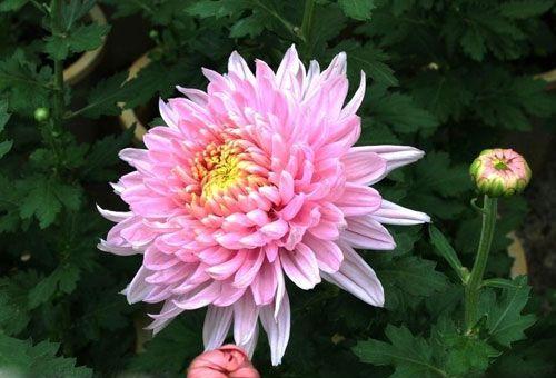 六月26日的花语是什么？这一天有什么特别的花语吗？