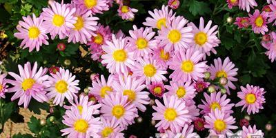 六月26日的花语是什么？这一天有什么特别的花语吗？