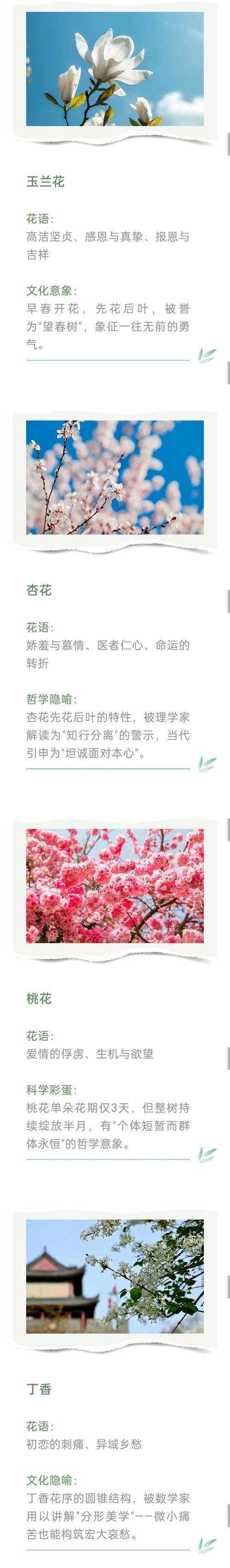 软叶刺葵的花语是什么？它象征着什么？