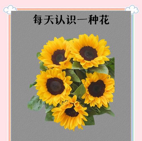 向日葵的花语是什么？为什么向日葵代表忠诚？