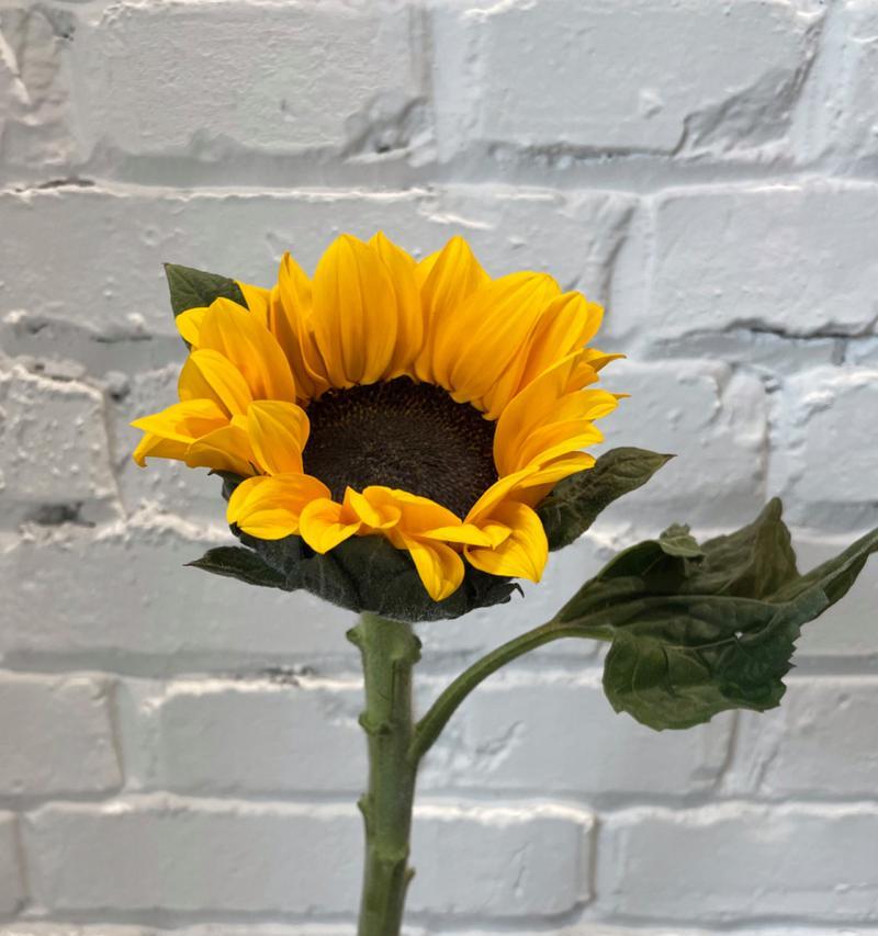 向日葵的花语是什么？为什么向日葵代表忠诚？
