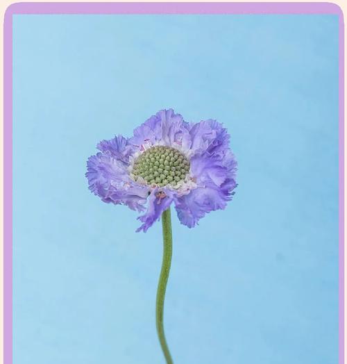 蓝盆花的花语是什么？它有什么特别的含义？