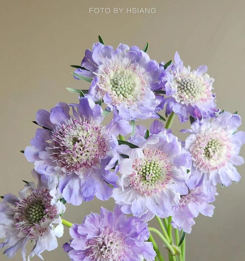 蓝盆花的花语是什么？它有什么特别的含义？
