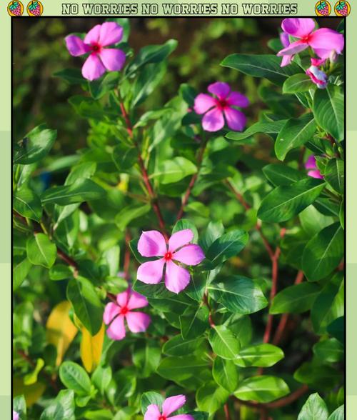 紫长春花的花语是什么？它象征着什么？