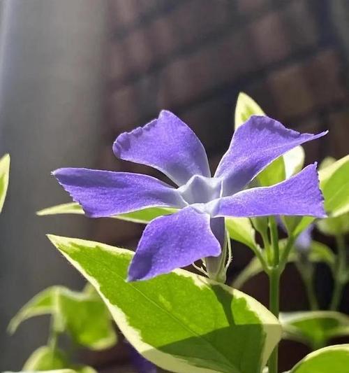 紫长春花的花语是什么？它象征着什么？