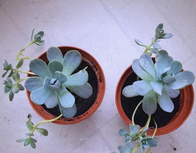 子持莲华的花语是什么？它有什么特别的含义？