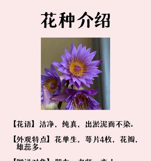 子持莲华的花语是什么？它有什么特别的含义？