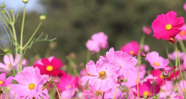 波斯菊的花语是什么？它在花语中代表什么？