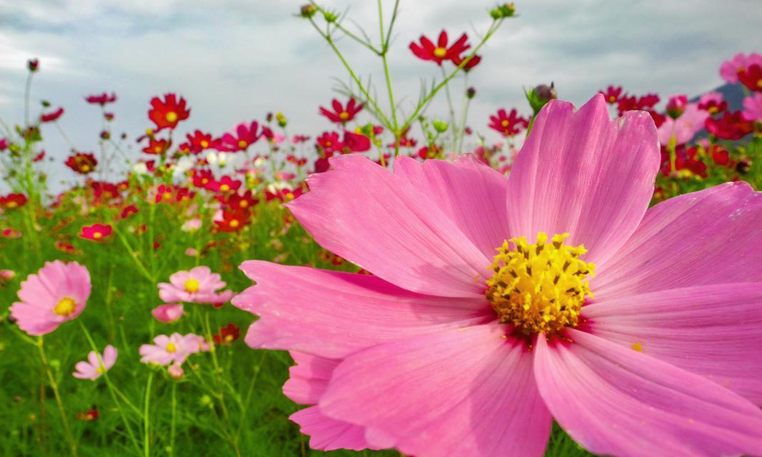 波斯菊的花语是什么？它在花语中代表什么？