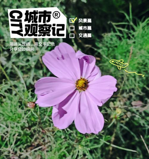 波斯菊的花语是什么？它在花语中代表什么？