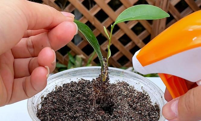 花卉栽培的基本步骤和技巧是什么？