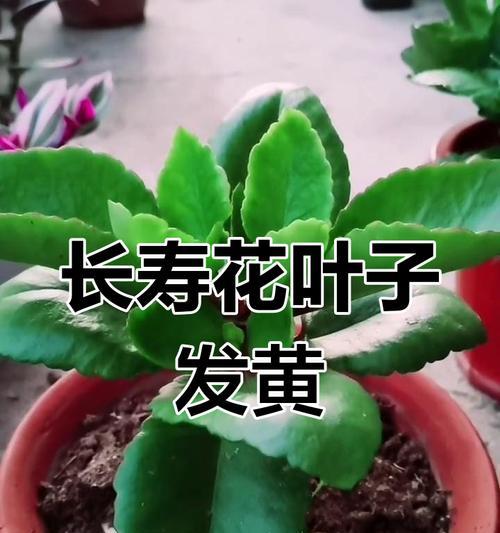长寿花叶子脱落的原因是什么？