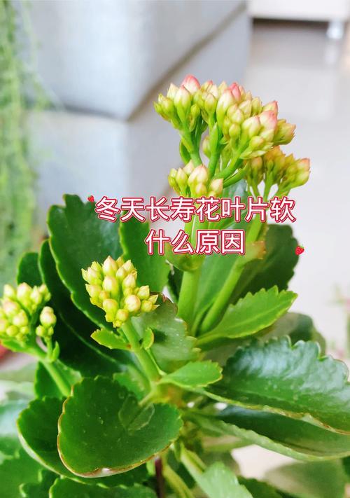 长寿花叶子脱落的原因是什么？