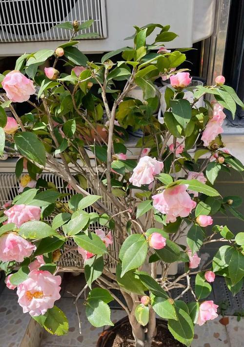 杜鹃花修剪技巧有哪些？如何修剪杜鹃花才能促进生长？