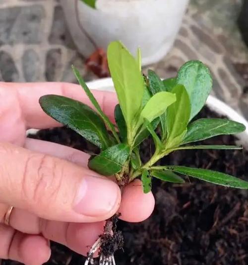 杜鹃花修剪技巧有哪些？如何修剪杜鹃花才能促进生长？