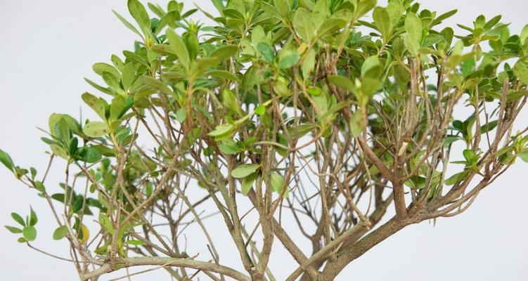 杜鹃花修剪技巧有哪些？如何修剪杜鹃花才能促进生长？