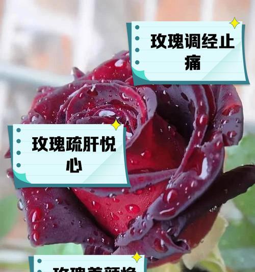 玫瑰生长的条件和养护方法是什么？