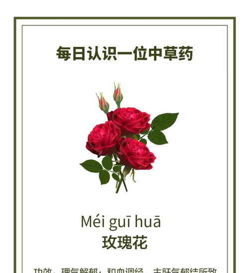 玫瑰生长的条件和养护方法是什么？