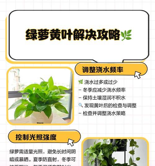 绿萝叶子腐烂的原因及处理方法是什么？