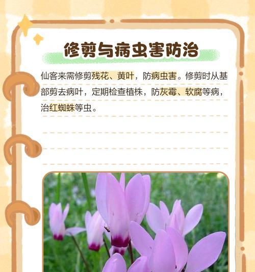 仙客来开花期施肥技巧是什么？如何正确施肥促进仙客来开花？