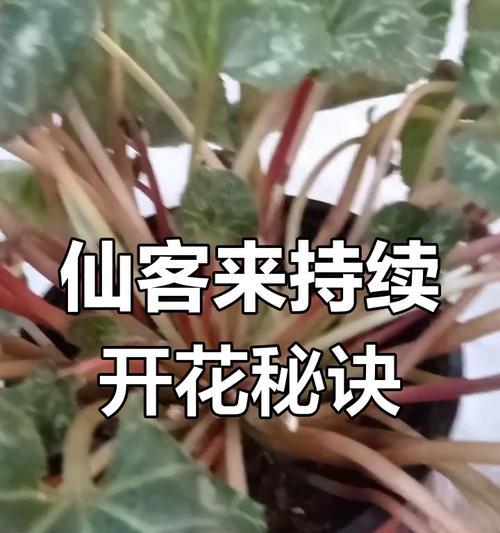 仙客来开花期施肥技巧是什么？如何正确施肥促进仙客来开花？