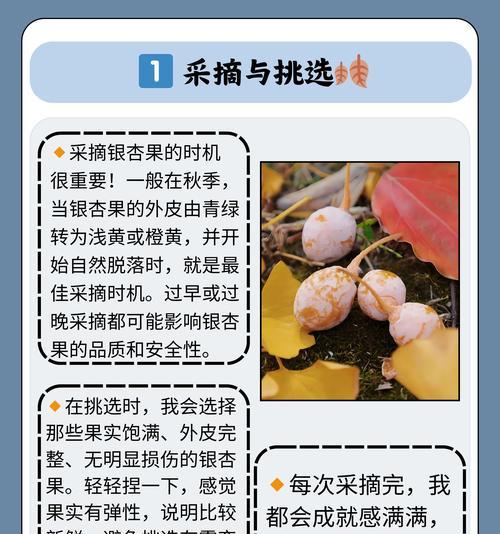白果的种植技巧有哪些？如何保证白果的生长？