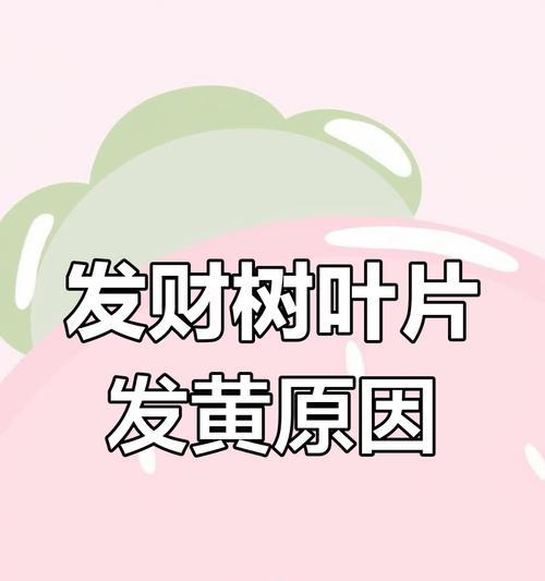 发财树冻害后如何恢复生长？