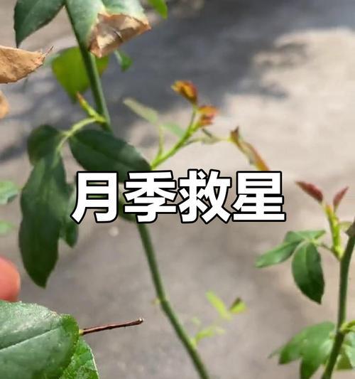 月季换盆后蔫了？如何恢复生机？