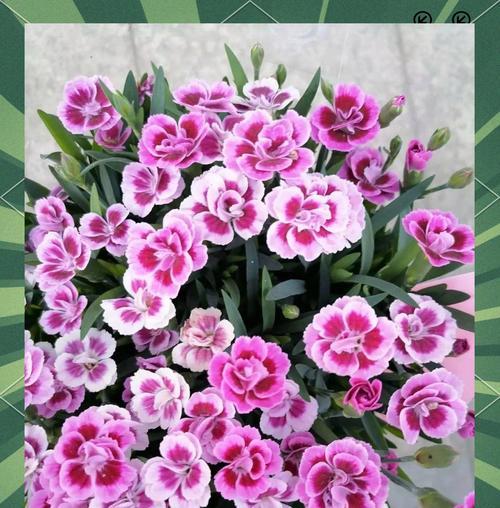 冬季草花品种有哪些？冬季草花品种的养护方法是什么？