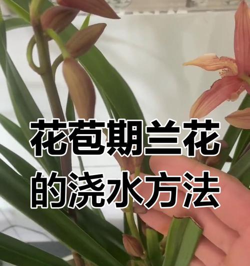 春季兰花浇水技巧有哪些？